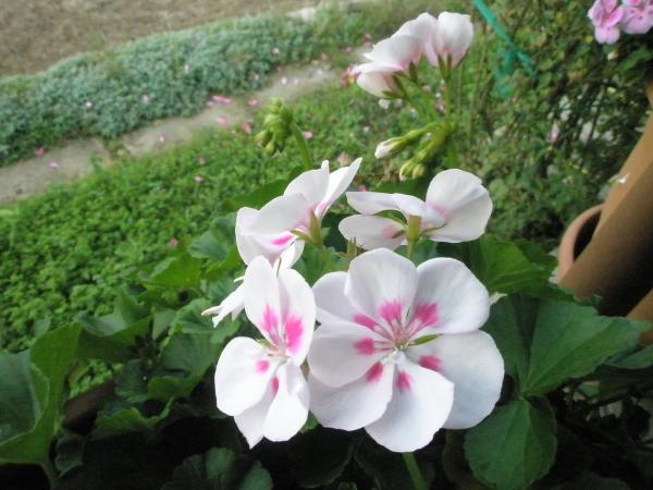 Name:  PB161342.jpg
Views: 1272
Size:  42.8 KB