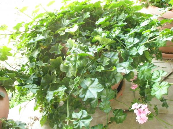 Name:  PB161344.jpg
Views: 1278
Size:  60.4 KB