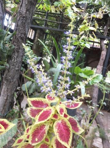 Name:  DSCF5399.jpg
Views: 535
Size:  45.7 KB