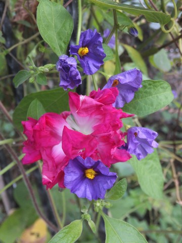 Name:  DSCF5408.jpg
Views: 545
Size:  61.2 KB