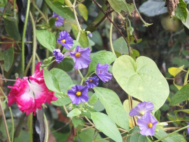 Name:  DSCF5411.jpg
Views: 532
Size:  49.5 KB