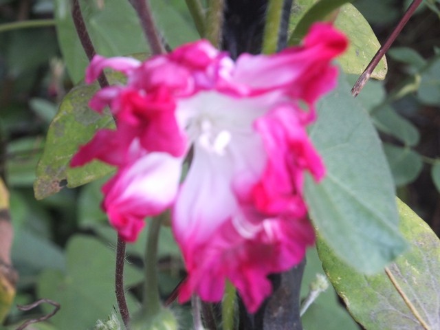 Name:  DSCF5412.jpg
Views: 542
Size:  64.0 KB
