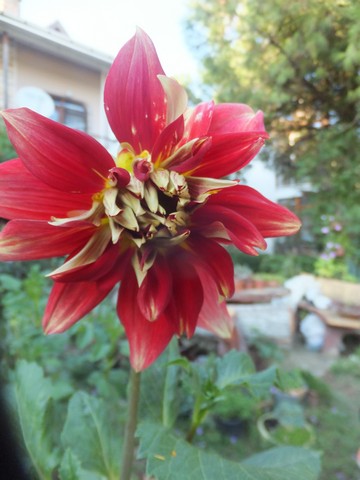 Name:  DSCF5415.jpg
Views: 535
Size:  55.2 KB