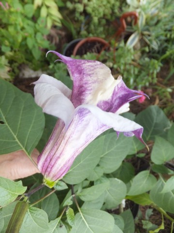 Name:  DSCF5454.jpg
Views: 523
Size:  54.6 KB