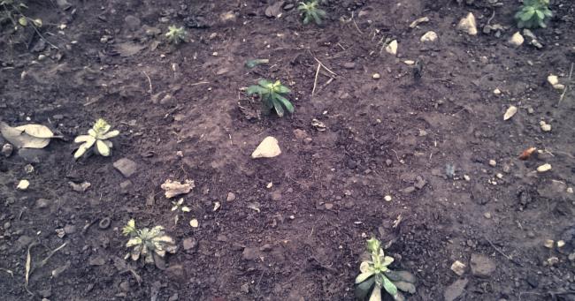 Name:  sedum1.jpg
Views: 1312
Size:  57.7 KB