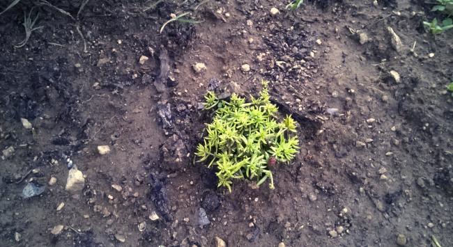 Name:  sedum2.jpg
Views: 1280
Size:  62.8 KB