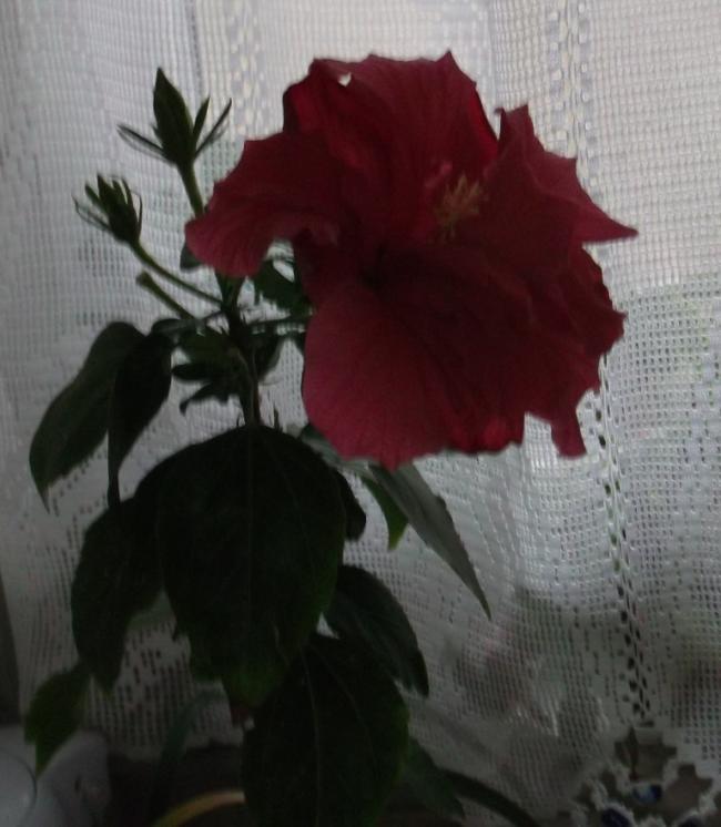 Name:  DSCF6419.jpg
Views: 688
Size:  48.5 KB