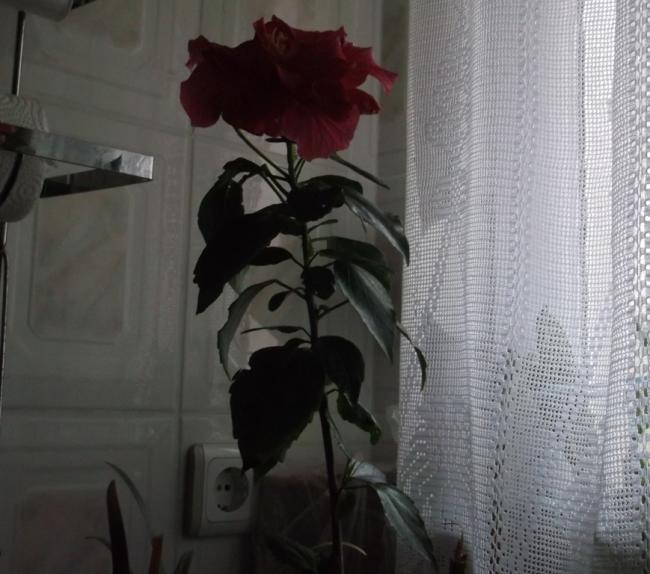 Name:  DSCF6421.jpg
Views: 709
Size:  47.5 KB
