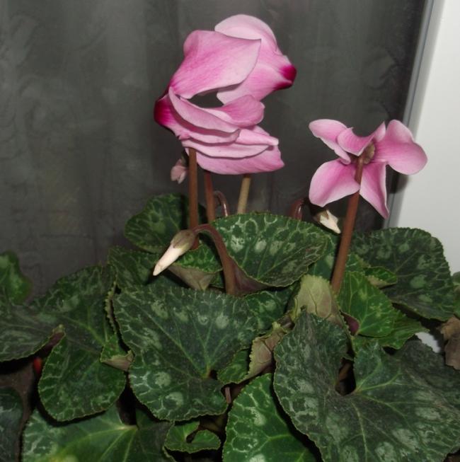 Name:  DSCF6425.jpg
Views: 1096
Size:  51.3 KB