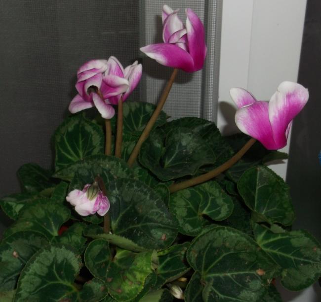 Name:  DSCF6429.jpg
Views: 673
Size:  44.6 KB