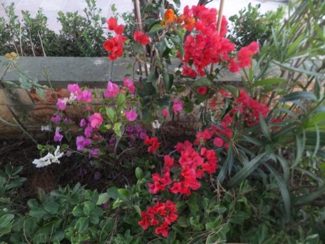 Name:  DSCF7354.jpg
Views: 467
Size:  57.2 KB