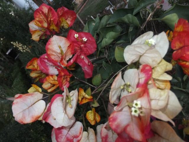 Name:  DSCF7357.jpg
Views: 456
Size:  48.6 KB