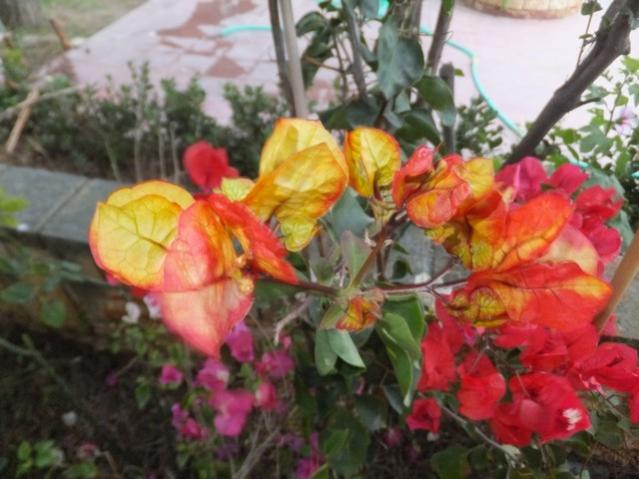Name:  DSCF8018.jpg
Views: 467
Size:  45.9 KB