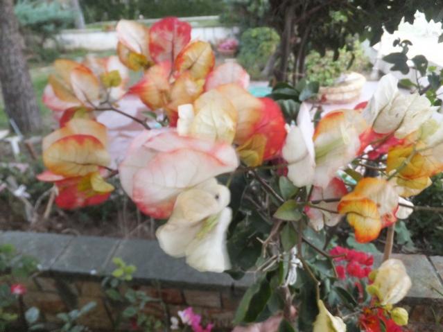 Name:  DSCF8020.jpg
Views: 471
Size:  44.1 KB