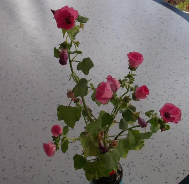 Name:  DSCF6444.jpg
Views: 606
Size:  45.3 KB