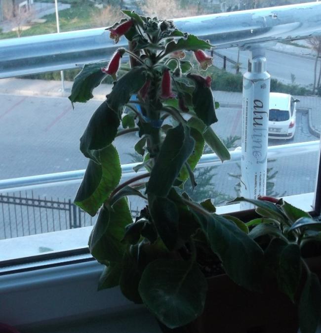 Name:  DSCF6400.jpg
Views: 577
Size:  56.1 KB