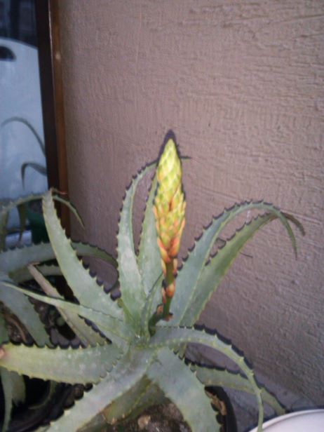 Name:  Ekran Alnts1.JPG
Views: 344
Size:  44.6 KB