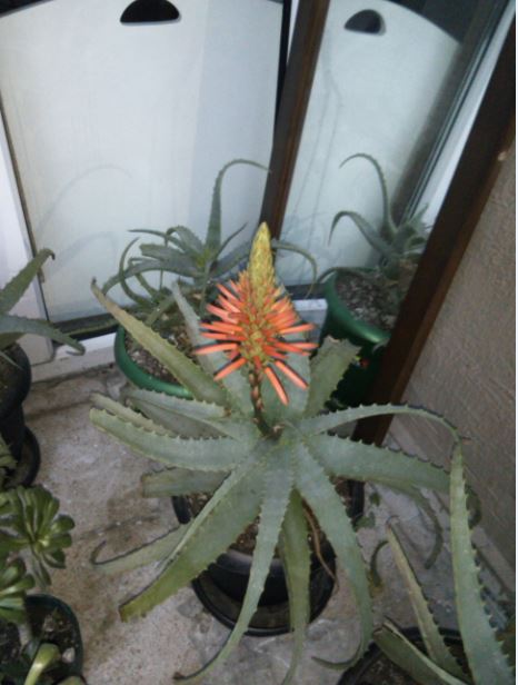Name:  Ekran Alnts3.JPG
Views: 335
Size:  47.5 KB