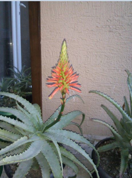 Name:  Ekran Alnts4.JPG
Views: 374
Size:  52.7 KB