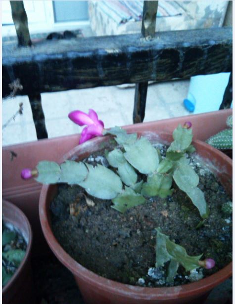 Name:  Ekran Alnts5.JPG
Views: 361
Size:  53.2 KB