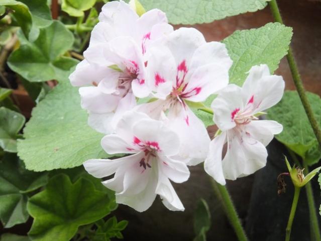 Name:  DSCF5479.jpg
Views: 403
Size:  37.4 KB