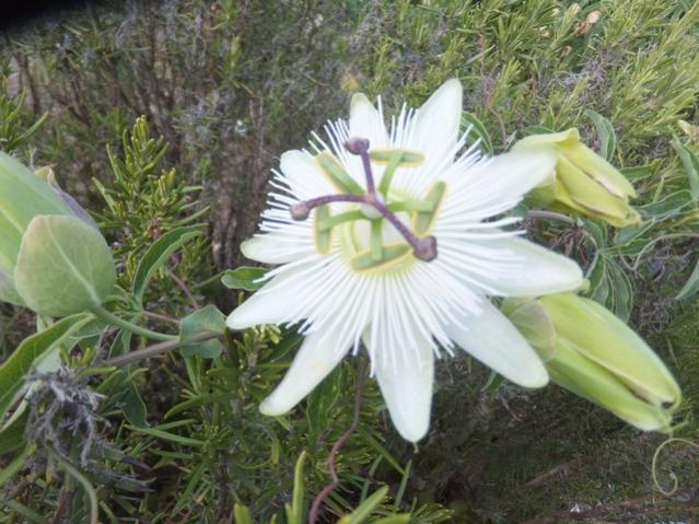 Name:  DSCF5494.jpg
Views: 407
Size:  58.1 KB