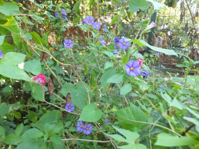 Name:  DSCF5505.jpg
Views: 413
Size:  69.9 KB