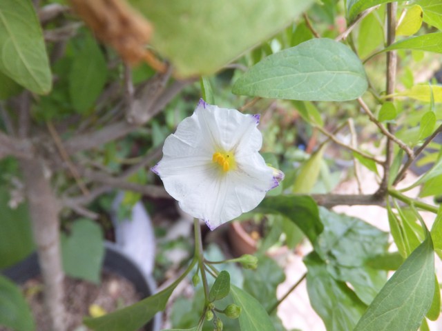 Name:  DSCF5570.jpg
Views: 410
Size:  69.8 KB