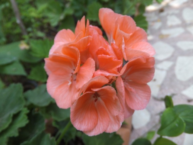 Name:  DSCF5509.jpg
Views: 383
Size:  59.9 KB