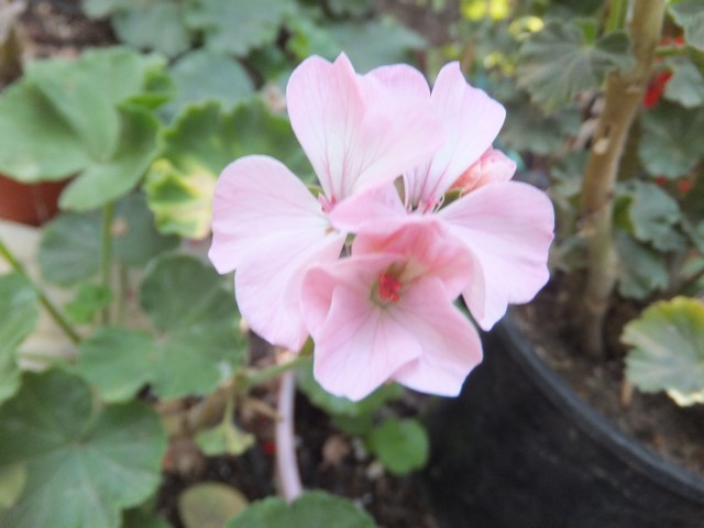 Name:  DSCF5510.jpg
Views: 387
Size:  60.8 KB
