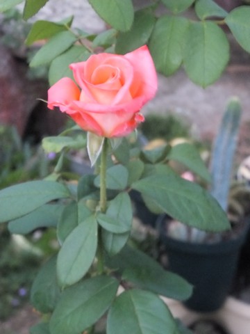 Name:  DSCF5531.jpg
Views: 392
Size:  42.9 KB