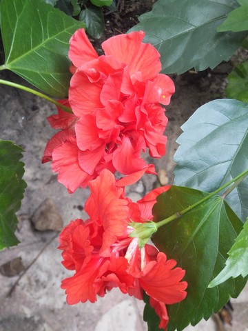 Name:  DSCF5556.jpg
Views: 386
Size:  64.9 KB