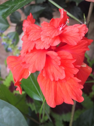 Name:  DSCF5559.jpg
Views: 393
Size:  48.4 KB