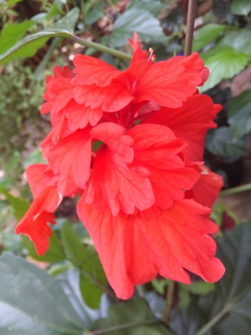 Name:  DSCF5560.jpg
Views: 383
Size:  49.0 KB