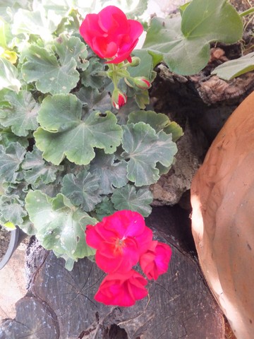 Name:  DSCF5561.jpg
Views: 342
Size:  68.1 KB