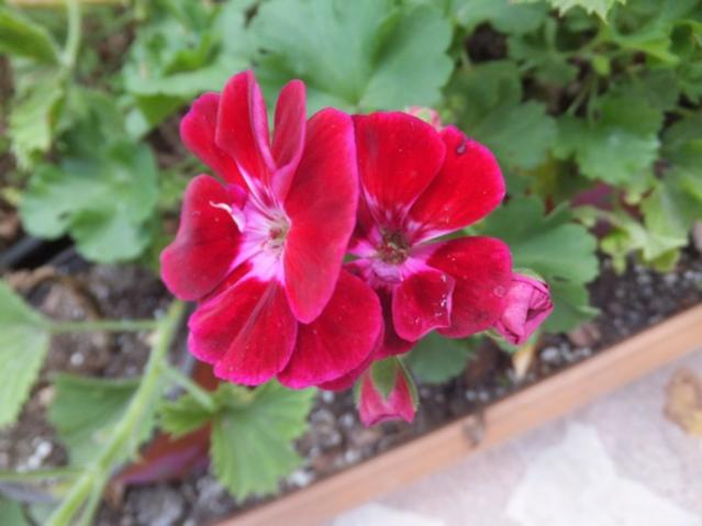 Name:  DSCF5575.jpg
Views: 336
Size:  34.8 KB