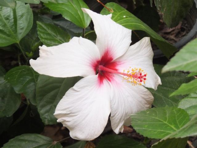 Name:  DSCF5576.jpg
Views: 341
Size:  36.7 KB