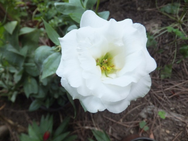 Name:  DSCF5584.jpg
Views: 338
Size:  63.9 KB
