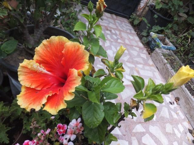 Name:  DSCF5595.jpg
Views: 338
Size:  55.4 KB