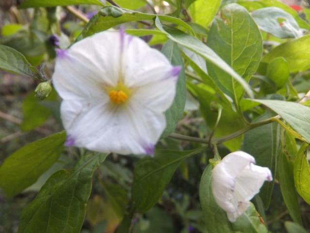 Name:  DSCF5597.jpg
Views: 332
Size:  35.1 KB