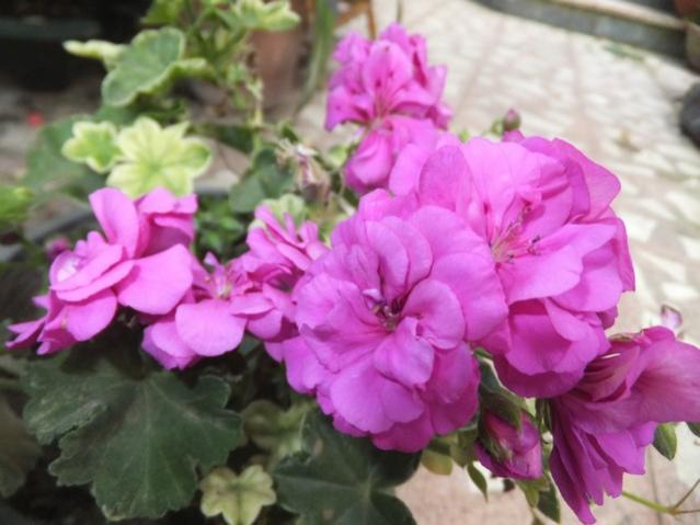 Name:  DSCF5600.jpg
Views: 349
Size:  40.4 KB