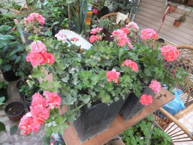 Name:  DSCF5601.jpg
Views: 331
Size:  63.0 KB