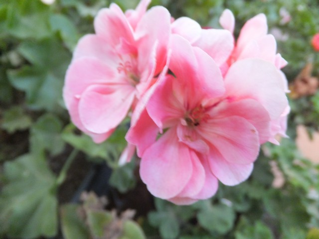 Name:  DSCF5604.jpg
Views: 314
Size:  61.7 KB