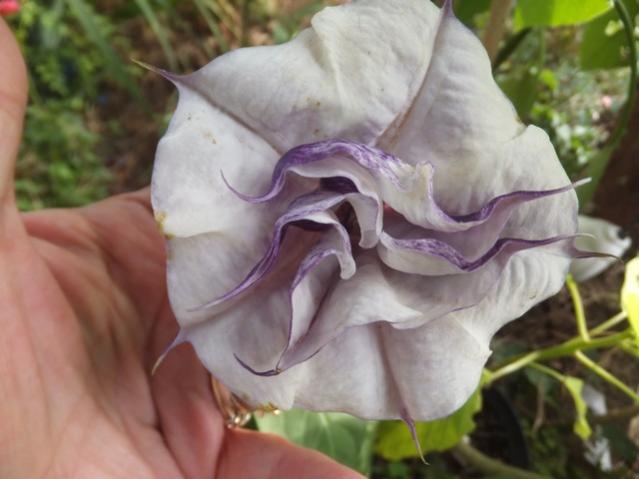 Name:  DSCF5613.jpg
Views: 317
Size:  35.4 KB