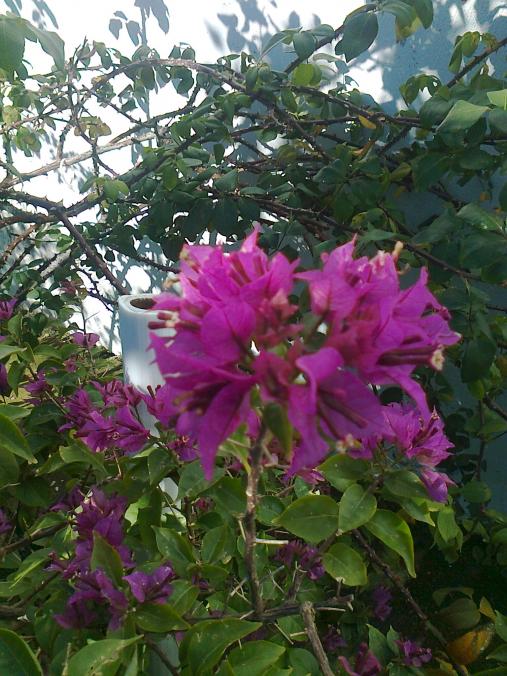 Name:  Fotoraf1851.jpg
Views: 621
Size:  76.6 KB