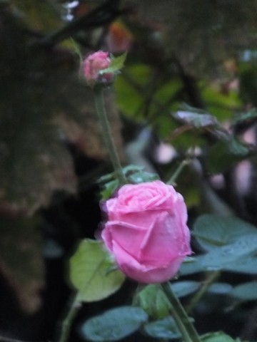 Name:  DSCF5644.jpg
Views: 294
Size:  39.8 KB