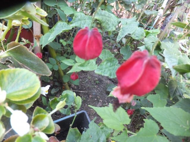 Name:  DSCF5699.jpg
Views: 638
Size:  56.7 KB