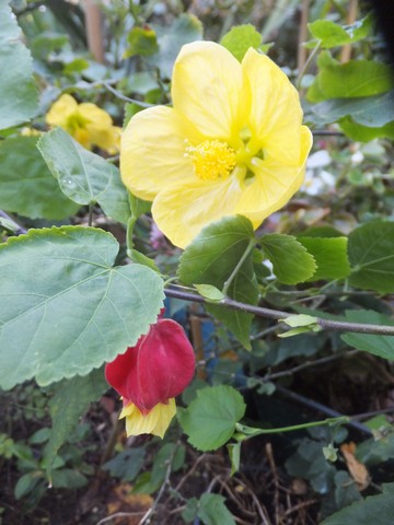 Name:  DSCF5702.jpg
Views: 624
Size:  60.7 KB