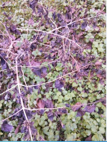 Name:  Ekran Alnts1.jpg
Views: 722
Size:  66.7 KB