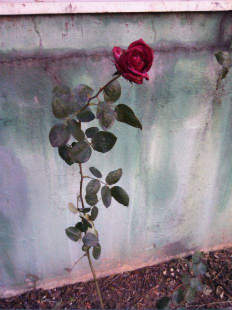 Name:  Ekran Alnts6.JPG
Views: 282
Size:  54.5 KB